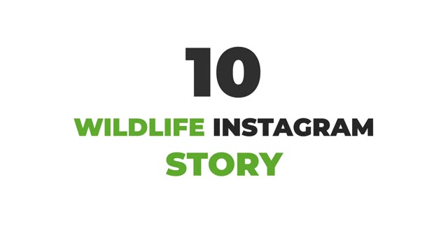 Wildlife Instagram Stories Pack